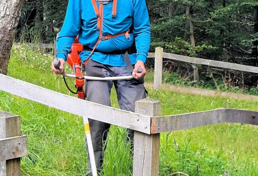 Molenbult maaien en verwijderen van nieuwe scheuten van berken en vliegdennen