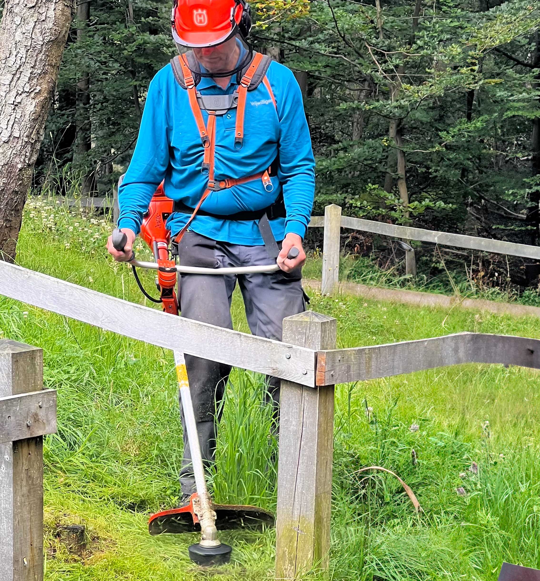 Molenbult maaien en verwijderen van nieuwe scheuten van berken en vliegdennen