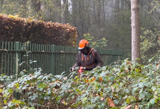 Hek van het Doolhof vrijmaken van overtollige begroeiing