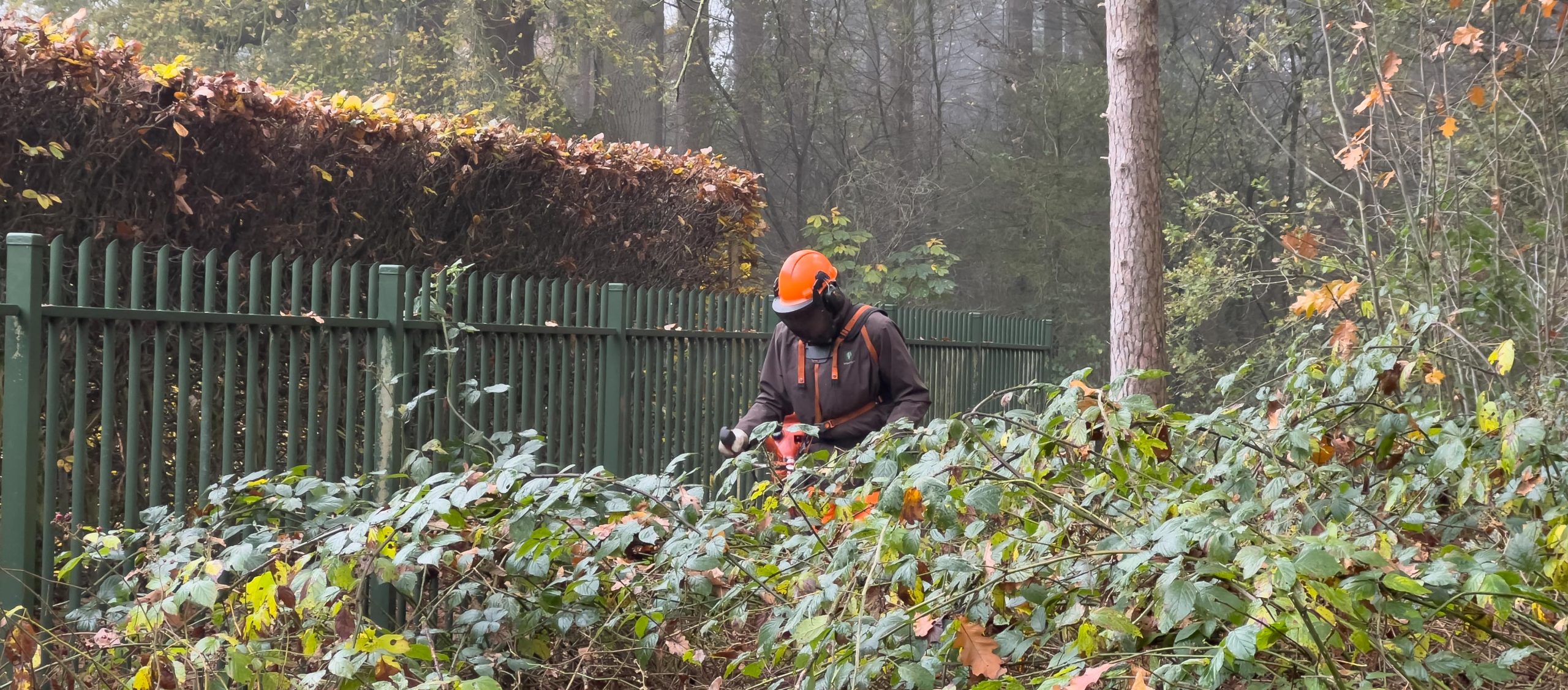 Hek van het Doolhof vrijmaken van overtollige begroeiing