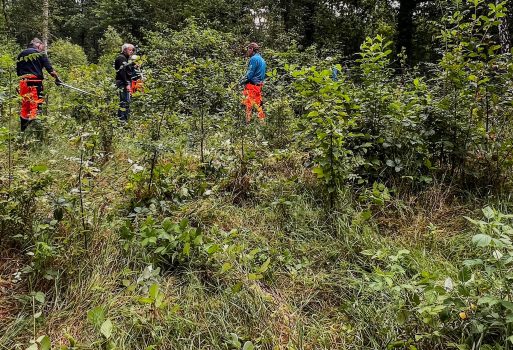 Bramen verwijderen bij jonge aanplant Spijkerdijk