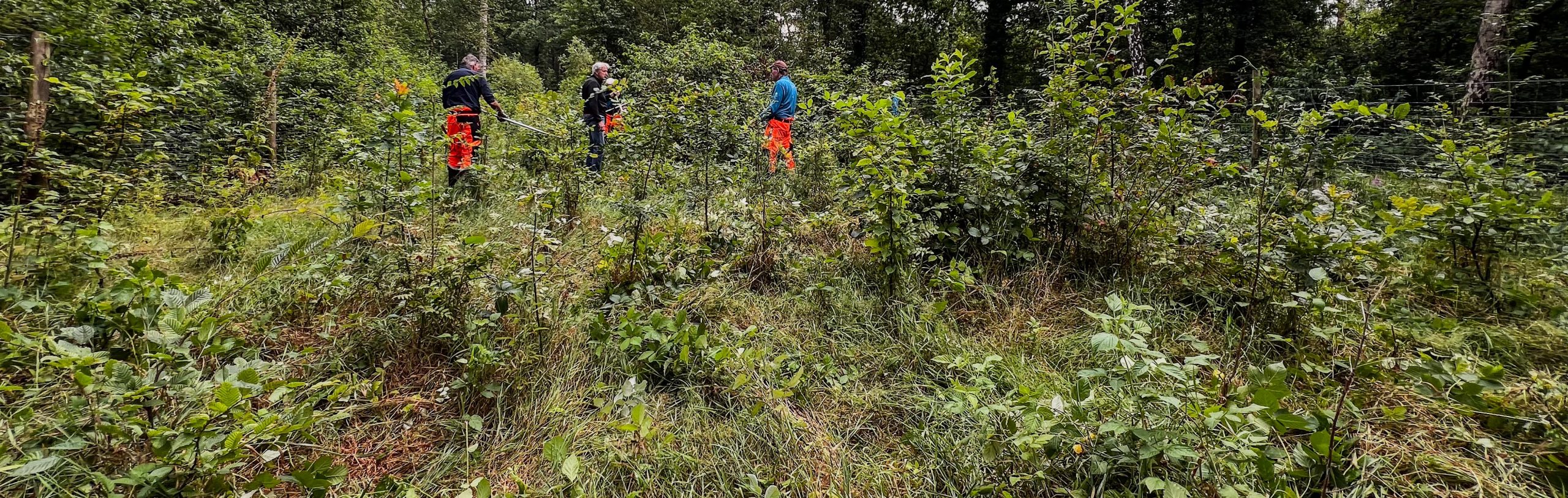 Bramen verwijderen bij jonge aanplant Spijkerdijk