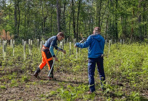 Verwijderen overschot aan varens en bramen met zeis