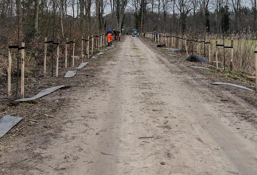 Waterkering plaatsen lindebomen Karsendiek