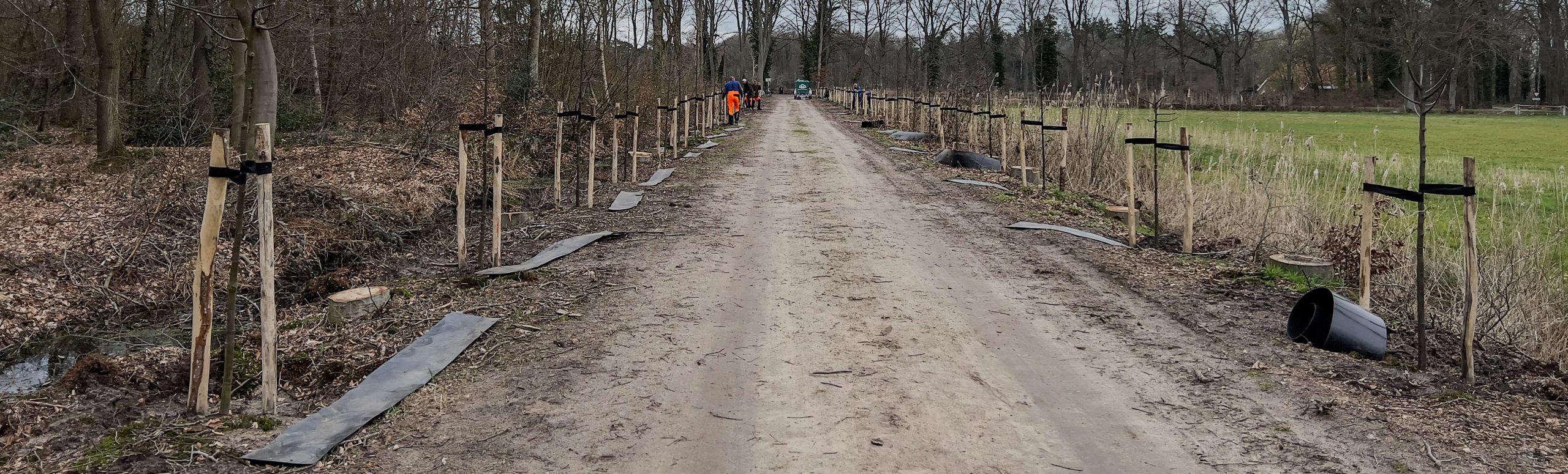 Waterkering plaatsen lindebomen Karsendiek