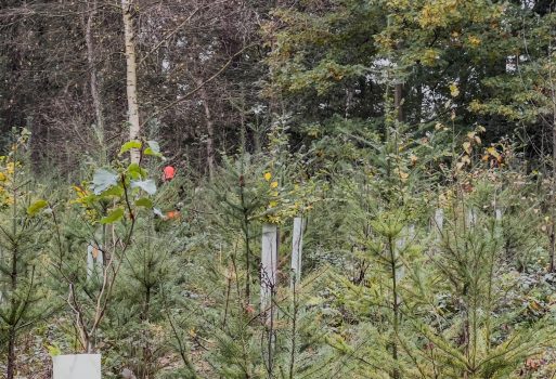 Bramen bestrijden Karsendiek