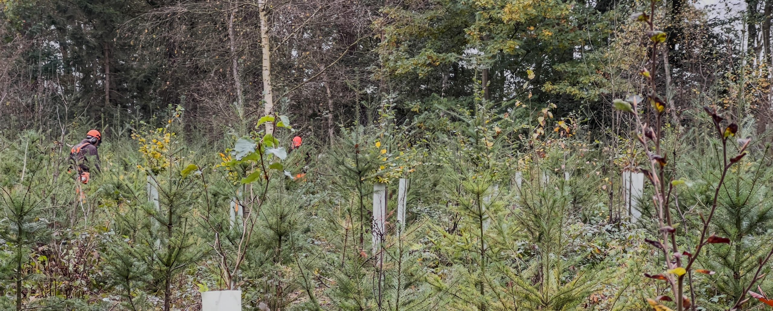 Bramen bestrijden Karsendiek