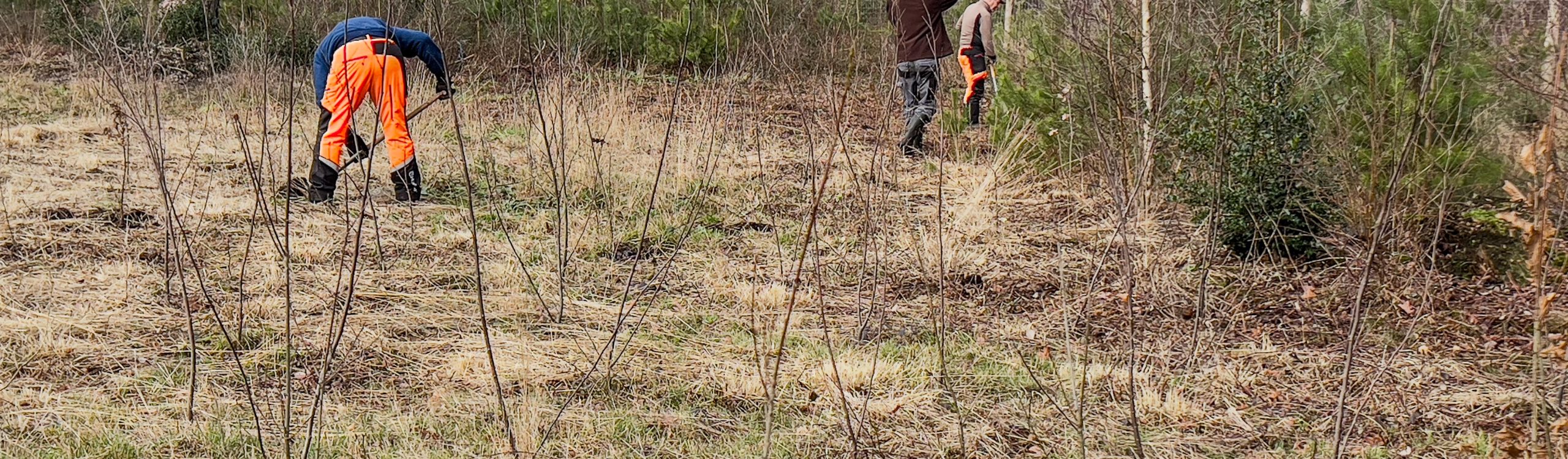 Boompjes planten bij van Heeckerenbeek