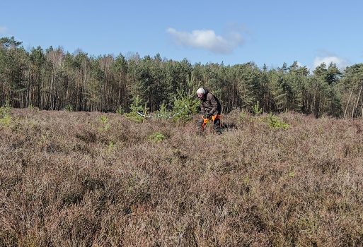 Vliegdennen verwijderen heideveld
