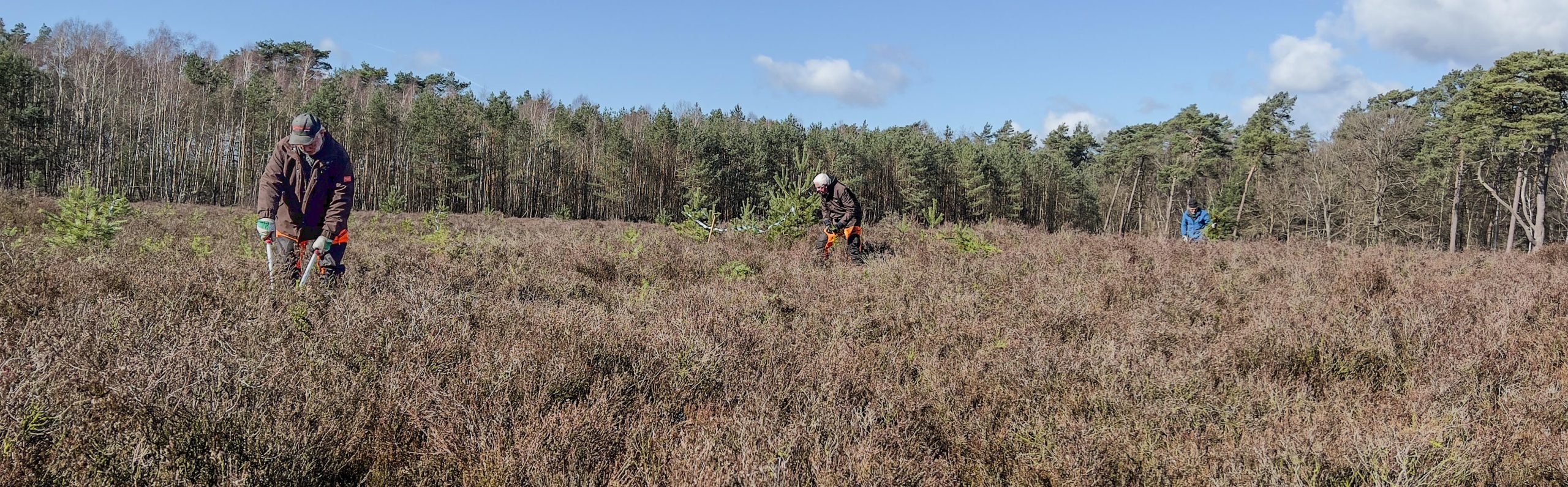 Vliegdennen verwijderen heideveld