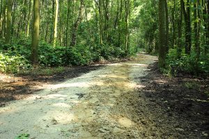 Vandalen hebben, slechts een paar dagen na grote opknapbeurt, het laarzenpad in Boswachterij Ruurlo al weer weten om te ploegen.