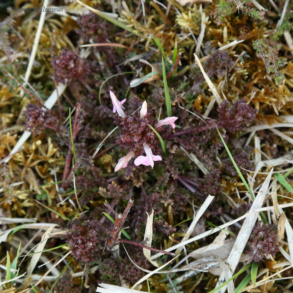 Heidekartelblad