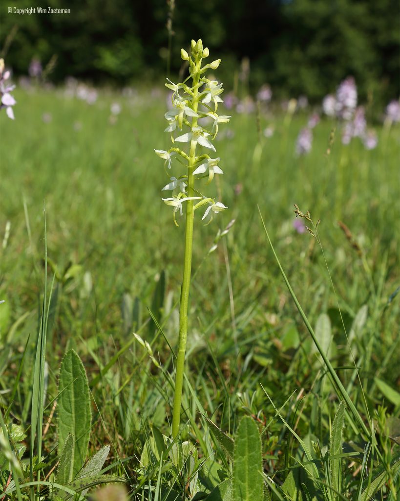 Welriekende Nachtorchis