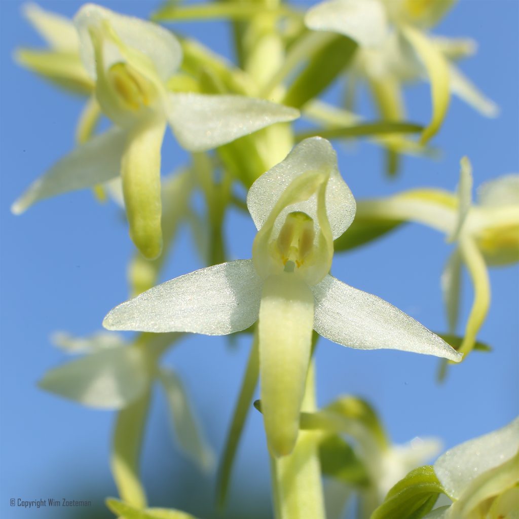 Welriekende Macro