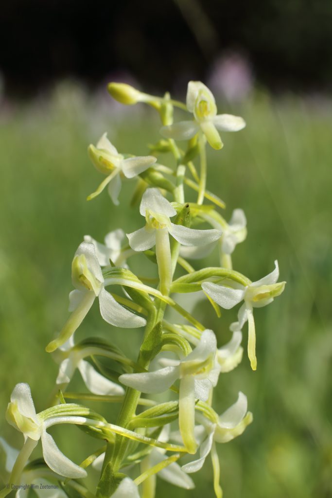 Welriekende Nachtorchis