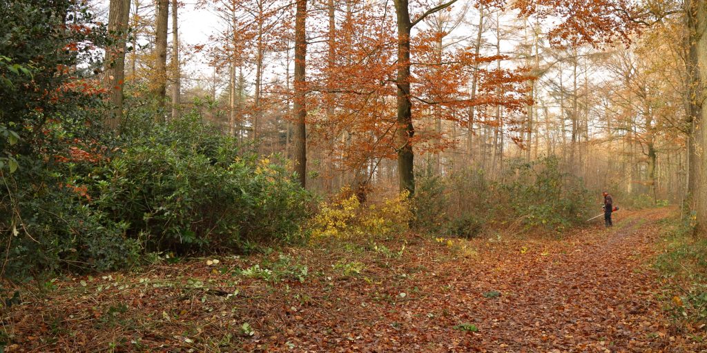 Rododendron vrijgemaakt en vanaf het wandelpad weer zichtbaar.