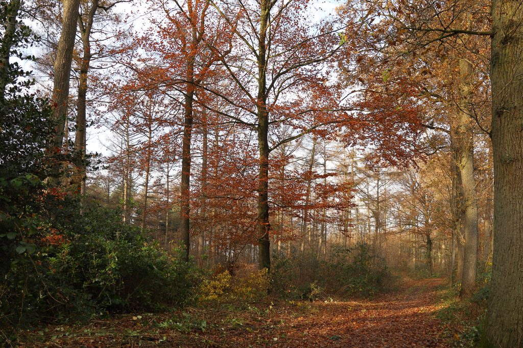 Rododendron