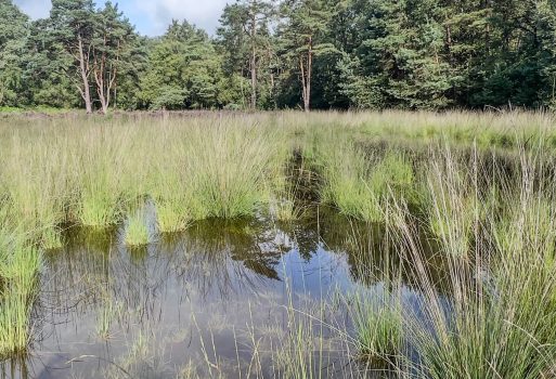 Laarzenpad toegankelijk houden en poelen langs het pad ontdoen van berken