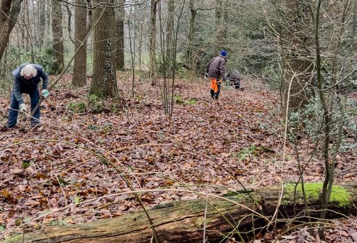 Hulst verwijderen in de Engelsetuin