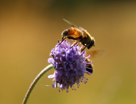 Onderhoud Konijnendijk