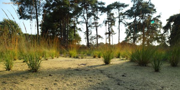 De sporen van reeën zijn nu mooi te zien in het nog wat zompige veenmos.