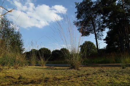 Het ondiepe ven in de Formerhoek kan in drogere perioden drooggevallen.
Wel een mooie tijd om "het Laarzenpad" te volgen, natuurlijk.