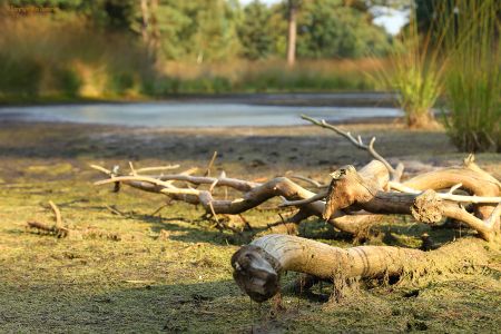 En met het droogvallen van het ven komen er van dit soort gebleekte takken tevoorschijn.