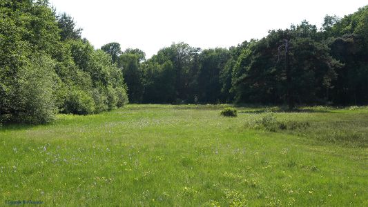 Blauwgrasland