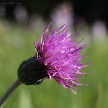 De vrij zeldzame spaanse ruiter. (Een kensoort voor blauwgrasland) Spaanse Ruiter