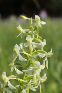 Welriekende Nachtorchis