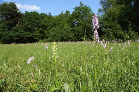 Orchideeënweide