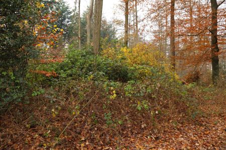 Rododendrons in de Meene, overwoekerd door Braam en Amerkikaanse Vogelkers. Rododendrons in de Meene, overwoekerd door Braam en Amerkikaanse Vogelkers.