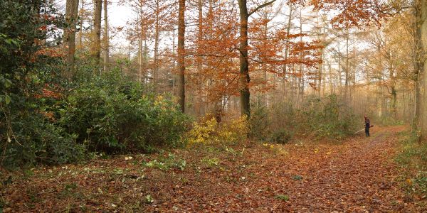 Rododendron vrijgemaakt en vanaf het wandelpad weer zichtbaar. Rododendron vrijgemaakt en vanaf het wandelpad weer zichtbaar.