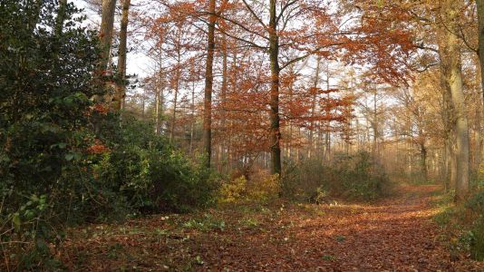 Rododendron vanaf het wandelpad weer zichtbaar. Rododendron vanaf het wandelpad weer zichtbaar.