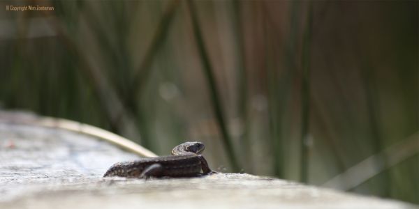 Kwetsbare natuur op het pad.
Oppassen waar je je voeten neerzet.