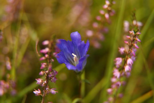 Klokjesgentiaan tussen struikheide