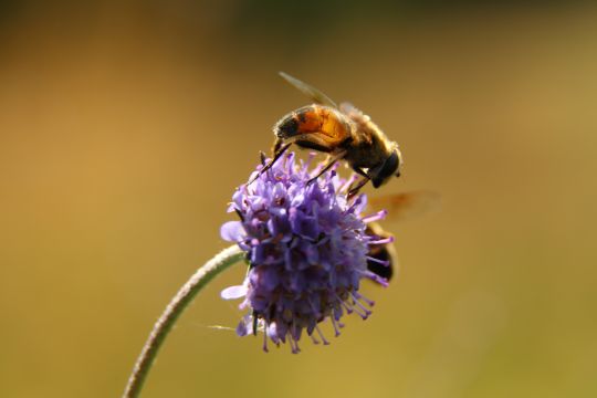 Zweefvliegen op blauwe knoop