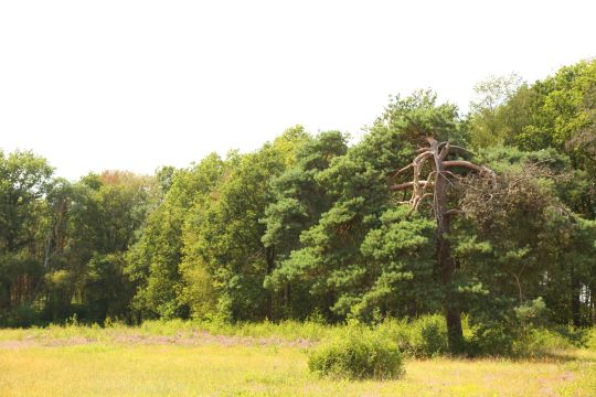 Gagel en vliegden op natuurgebied Konijnendijk